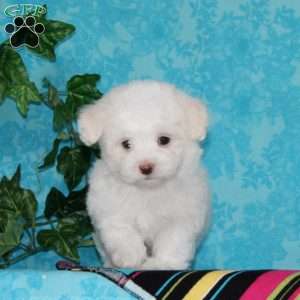 Joseph, Maltipoo Puppy